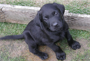 Black Labrador puppies in Oundle