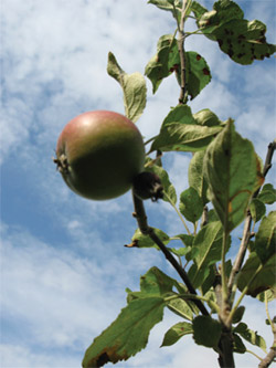 Apple Day in Cottingham